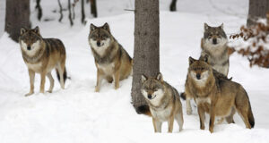how wolves hunt